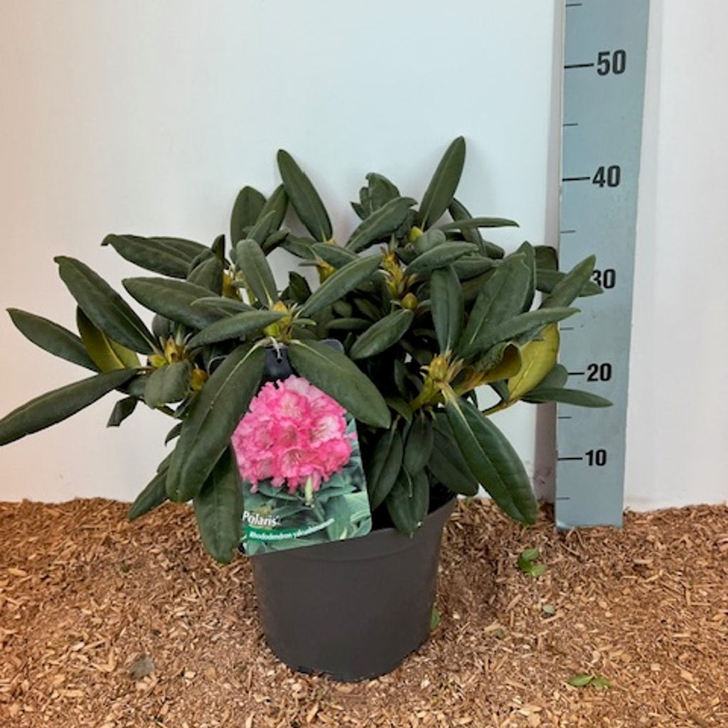 Rhododendron – Rhododendron (Y); 'Polaris' - C5 30-40 CM